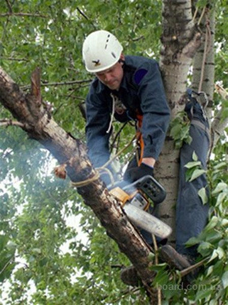 Кто и как зарабатывает на кронировании: власти Горловки утверждают, что за три года «под нож» пошло почти 3500 деревьев