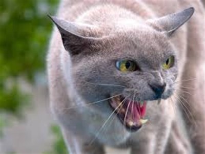 В Горловке кот, заразившийся бешенством, покусал хозяина: что делать и куда обращаться в подобных случаях