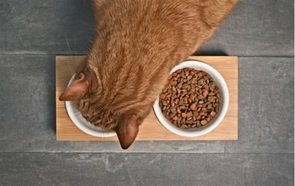 Преимущества и недостатки сухого корма для питания котов