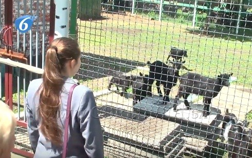 Национализированный боевиками Стирол в Горловке не может содержать зверей в зоопарке, расположенном на территории