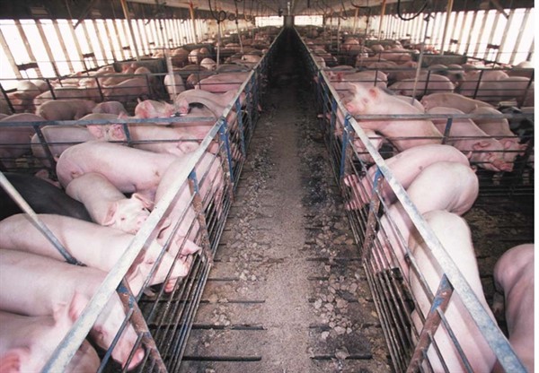 Фермерский или полноценный корм для свиней — что лучше?