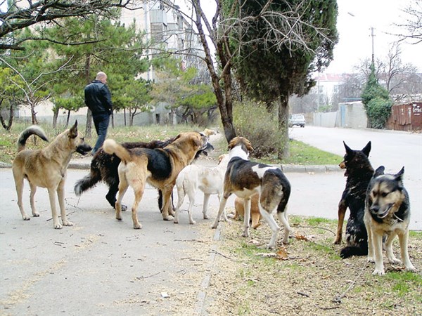 «Собачья проблема» в Горловке: Михаил Ханин поможет в отлове и стерелизации бездомных собак поселка Курганка