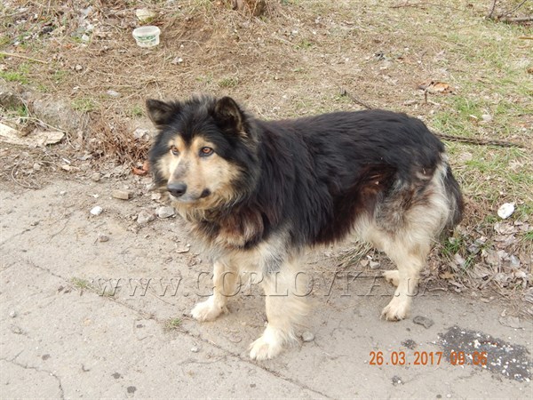 В Горловке ищут нового хозяина для собаки, которого оставили умирать, привязав к дереву 