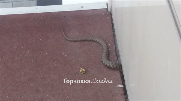 Из подвальных помещений домов в центре Горловки начали выползать змеи (ФОТОФАКТ) 