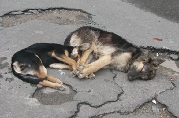 Коммунальщики составляют реестр адресов дислокации бездомных животных: в июле в Горловке будут стерилизовать собак