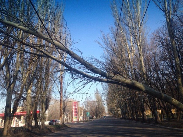 На улице Горловской дивизии в районе 3-й больницы на  проводах повис тополь (ФОТОФАКТ)