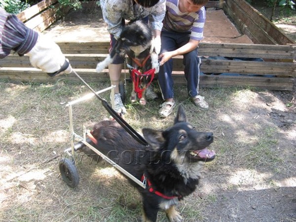 Собачья жизнь на колесах: питомцы Горловского приюта для бездомных животных учатся передвигаться на инвалидных колясках