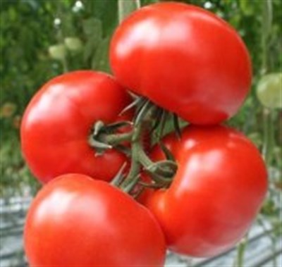 Лучшие семена томатов