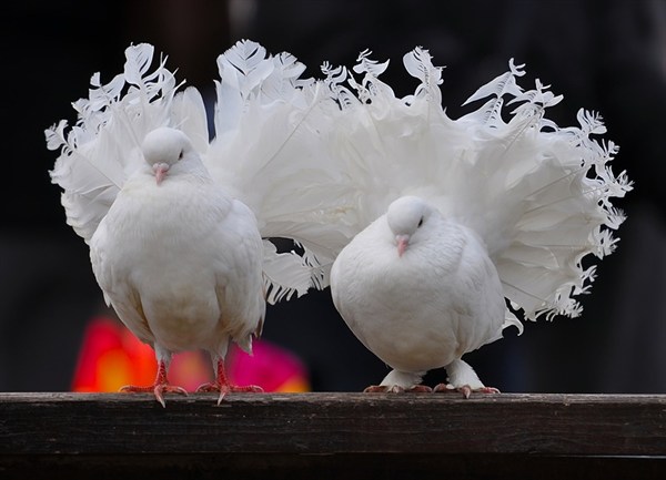 Птицы всех мастей: в Горловке состоится ярмарка-выставка голубей, певчих и экзотических птиц
