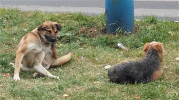 «Не твое собачье дело»: по данным мэрии, в городе около 7 тысяч бездомных псов. Их пытались отстреливать с помощью автоматов – не помогло