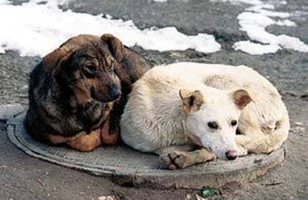 Собачий холод: пять дней приют для бездомных животных на Батмановке находился в плену снежной стихии
