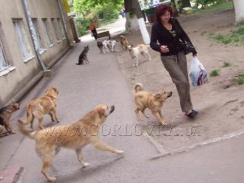 Горловский кинолог советует не провоцировать бродячих собак 