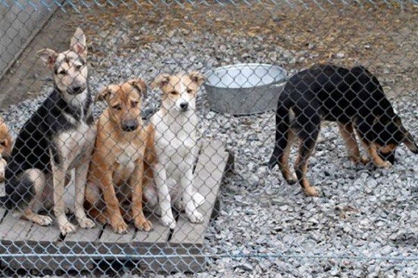  В Горловке 150 собак и один волонтер отрезаны от внешнего мира. О ситуации сообщили губернатору 