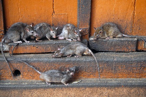 В Горловке активизировались крысы: некоторые подъезды буквально кишат опасными грызунами