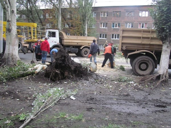 В Горловке напротив Калининского райсуда на проезжую часть рухнул многолетний тополь (ФОТОФАКТ)