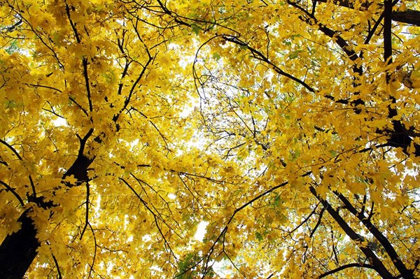 Осень, осень, ну давай у листьев спросим: как выглядит осенняя  Горловка