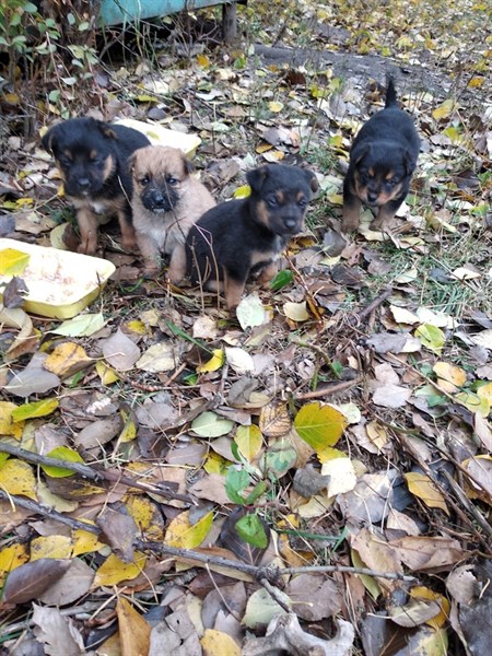 Жителей Горловки просят приютить щенков, которые были найдены в Калининском районе