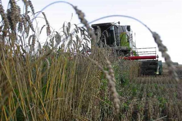 «Урожайная» середина лета: убрано 30% посевов, намолочено 2 тысячи тонн пшеницы