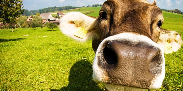 Горловчане, имеющие бизнес по содержанию молодняка крупного рогатого скота, могут получить специальную бюджетную дотацию