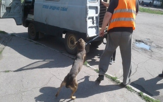 В Горловке жителей призывают не кормить бродячих собак и не прятать их от собаколовов
