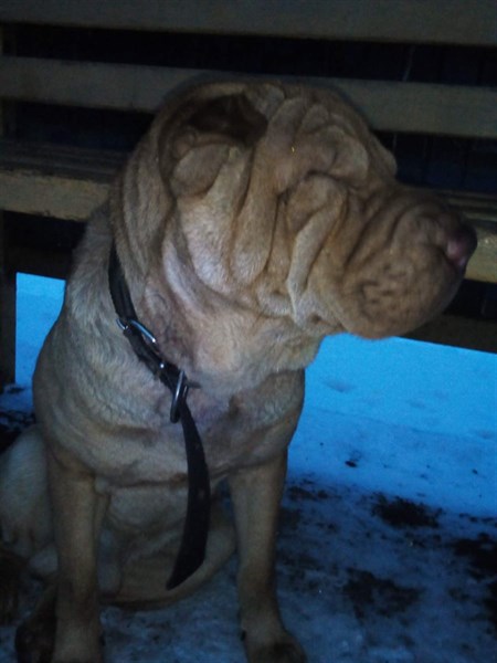 В центре Горловки найдена собака породы шарпей - владельцев просят отозватся 