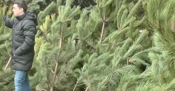 В Горловке начали продавать елки к Новому году. Цены от 440 рублей