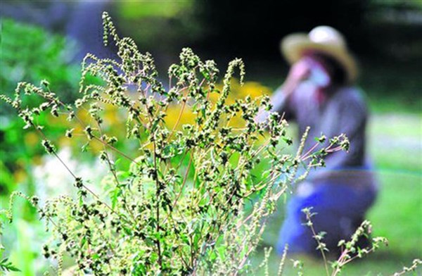 Все на войну с амброзией: в Горловке с июня по сентябрь горожан призывают бороться с карантинным растением 