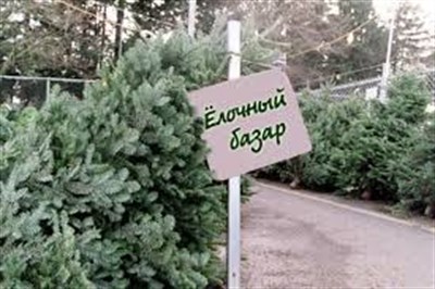 В Горловке начали продавать елки: цена стартует от 500 российских рублей