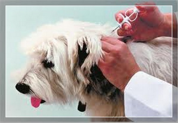 Жучек заклеймят: пяти тысячам горловских собак хотят повесить чипы на уши