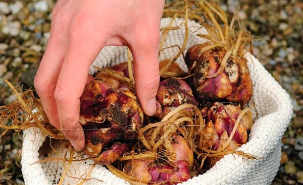 Де купити якісні цибулини лілій в Україні з доставкою?