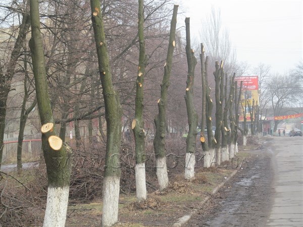 Лысый зеленый город: экологи считают, что в Горловке не кронируют, а делают из деревьев инвалидов 
