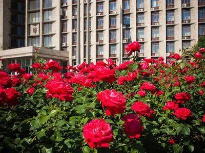 5000 роз на Горловку: власти хотят, чтобы на улицах города появились цветы 