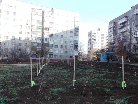 В жилмассиве Строителей заложен сквер отдыха с уже традиционными для Горловки японскими сакурами 