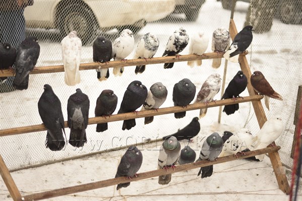 Горловка встретила голубеводов со всей области: возле ДК «Ветеран» можно было и на чужих посмотреть, и своих показать (ФОТОРЕПОРТАЖ)