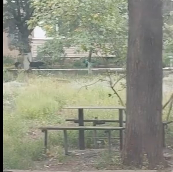 "Если обстрел,  в подъезды не зайдешь - загрызут": в Горловке - своры бездомных собак