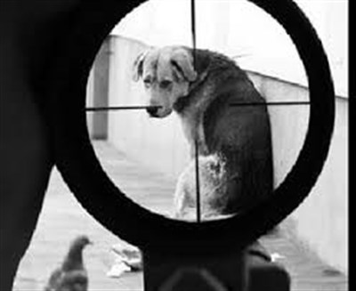 В Горловке жительница жилмассива Комсомольский просит пострелять собак