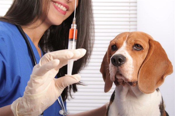 Мы в ответе за тех, кого приручили: в каких случаях необходимо обращаться в ветеринарную клинику?