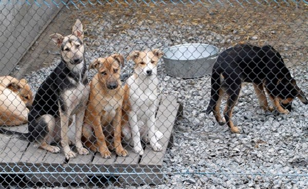 В Горловском приюте для бездомных животных, в котором находятся 310 собак, критическое положение