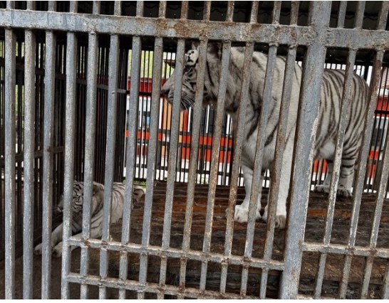 В зоопарке Мариуполя тигр загрыз уборщика-волонтера: после его смерти мужчину оформили на работу