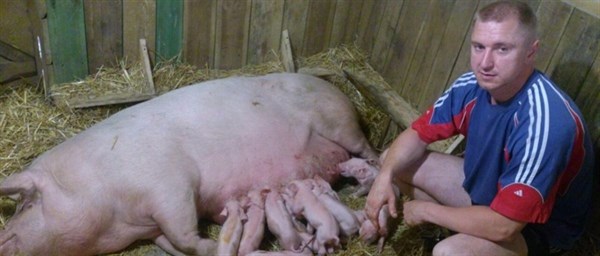 Предприниматель из Горловки переехал в Харьковскую область и начал заниматься разведением свиней