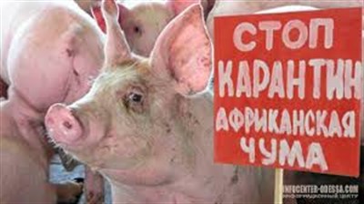 Из Зайцево запрещено вывозить продукцию из свинины из-за африканской чумы