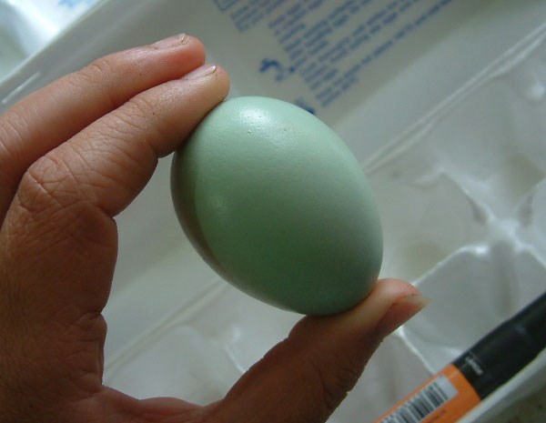 В Горловке демонстрировали несушек с «усами» и «бородой», у которых яйца - от голубого до нежно-розового цвета (ФОТО) 