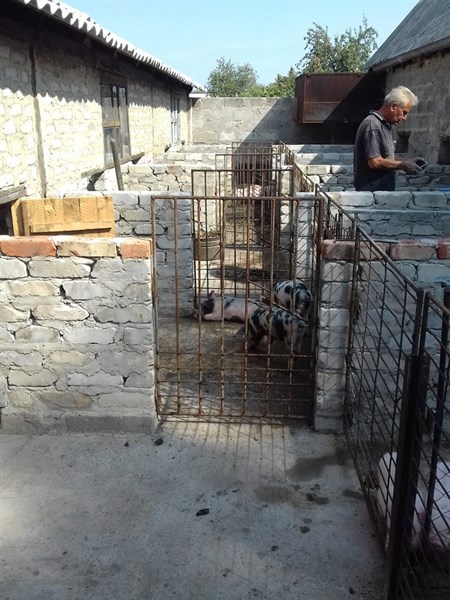 В Никитовском районе Горловки появилась свиноферма, а вслед за ней – крысы в домах местных жителей 