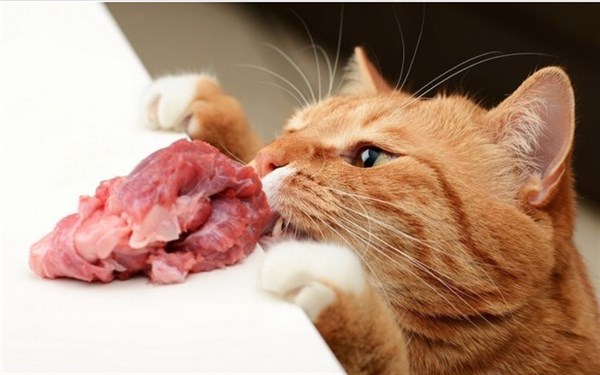 Какие продукты нельзя давать кошкам?