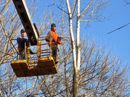 Улица Академика Павлова "лысеет" на глазах: власти Горловки возобновили кронирование деревья 