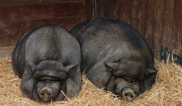 Особенности установки кормушек для свиней