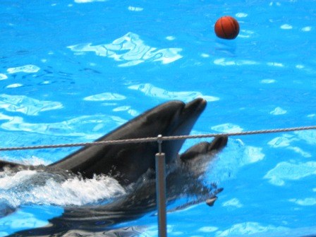 Воспитанники Горловского центра социальной реабилитации впервые в жизни увидели дельфинов 