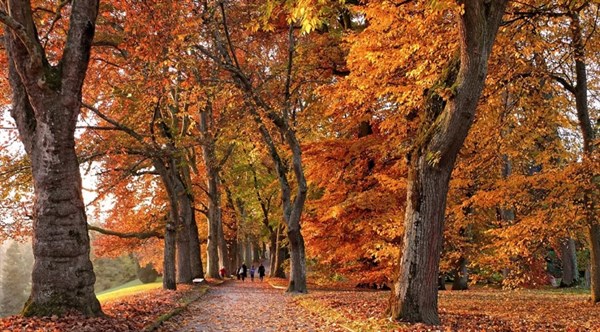 Осінь: як вберегти себе від хандри за допомогою аптечних і рослинних засобів