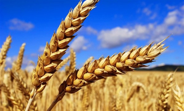 Продажа зерна в Украине - время торговать!