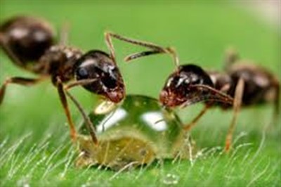 Купить муравьиную кислоту недорого	